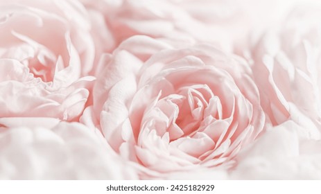White rose flower petals. Macro flowers backdrop for holiday design. Abstract floral background. Soft focus.