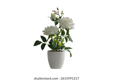 white rose in flower pot isolated on white background