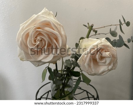 White Rose - Flower - Roses - no edit