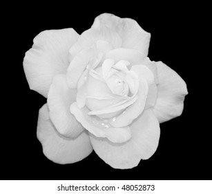 White Rose Flower With Water Droplets On Black Background