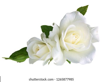 White rose flowers isolated on white background - Shutterstock ID 1265877985