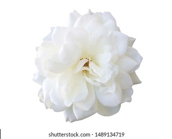 White Rose Flowers Isolated On White Background