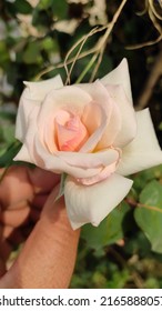 White Rose Found In Dhauladhar 10 June 2022