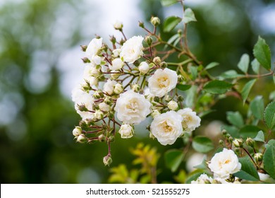 White Rose In A Garden