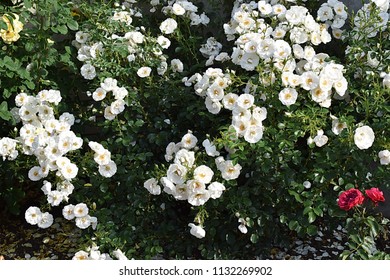 ugao Poludjeti Dopisnik  White Rose Garden Rose Collection Hella Stock Photo 1132269902 |  Shutterstock