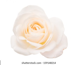 White Rose Isolated On White Background