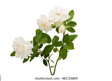 White Rose Isolated On White Background