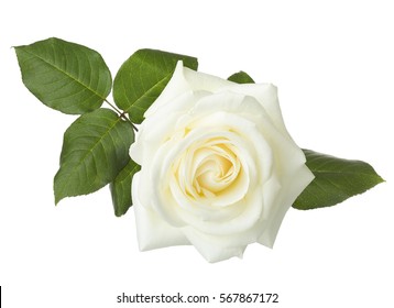 Белая роза, изолированная на белом фоне.