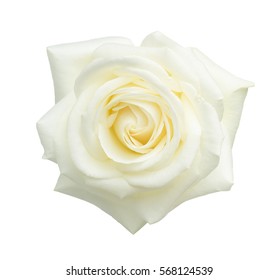 Белая роза, изолированная на белом фоне