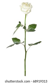 White Rose Isolated On White Background, Long Stem