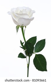 White Rose Isolated On White Background