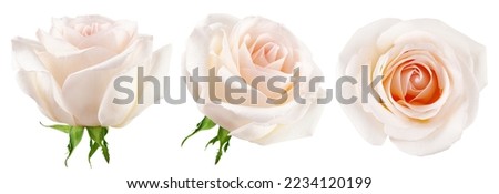 white Rose isolated on white background, clipping path, full depth of field