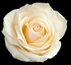 Biała Róża Izolowana Na Czarnym Tle