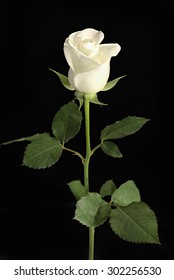 White Rose With Leave And Stem Isolated On Black Background