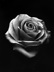White Rose On A Black Background