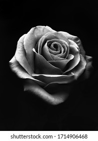 White Rose On A Black Background