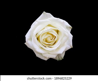 白バラ の画像 写真素材 ベクター画像 Shutterstock