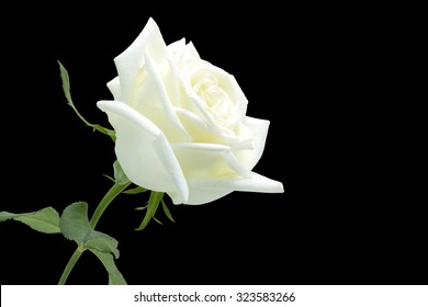308,586 White rose black background Images, Stock Photos & Vectors ...