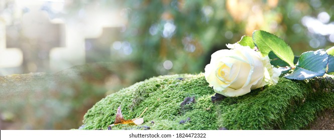white rose on grave on cemetery, banner