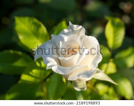 white rose, white rose on a green background