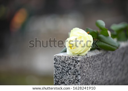 White rose on grey granite tombstone outdoors, space for text. Funeral ceremony