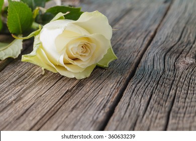 White rose on wood rustic background - Shutterstock ID 360633239