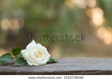 white rose  over wooden table with copy space