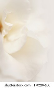 white rose petal soft background
