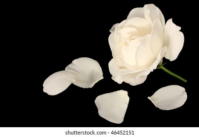 White Rose With Petals Isolated On Pure Black