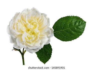 A White Rose With Water Droplets Isolated On A White Background