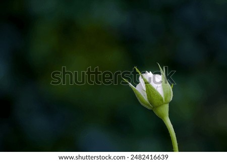a white rose whose bud is not yet fully open in front of a blurred background  looks lika a mourning card