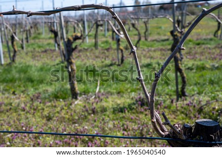 Similar – Old vines Environment