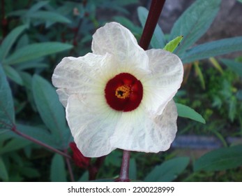 White Roselle Flower With Roselle Plant