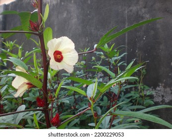 White Roselle Flower With Roselle Plant