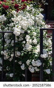 White Roses Along A Fence In A Home Garden In Astoria Queens New York