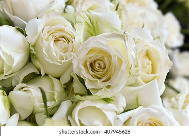 White Roses Background