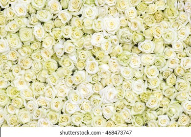 White Roses Background