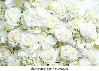 White Roses Background