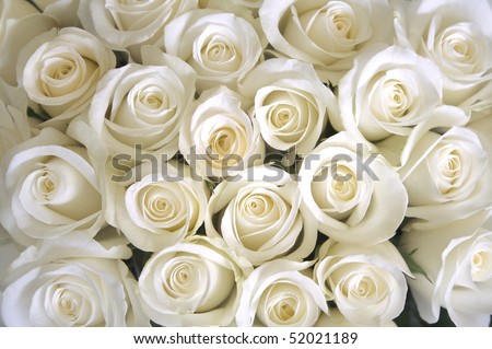 WHITE ROSES BACKGROUND