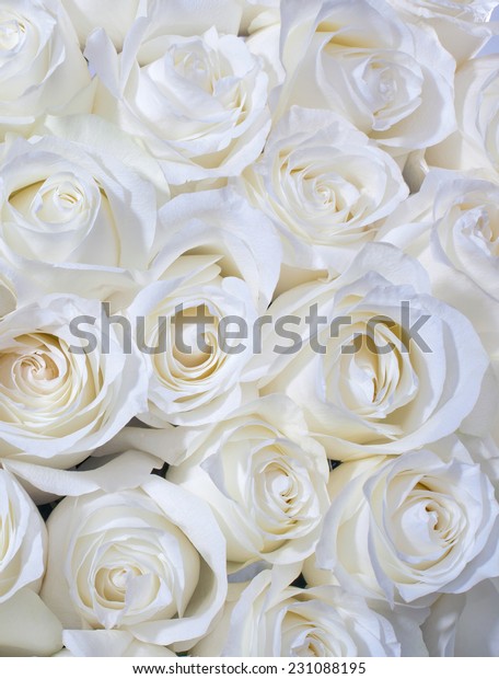 白いバラの背景 の写真素材 今すぐ編集