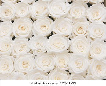 White Roses Background Texture