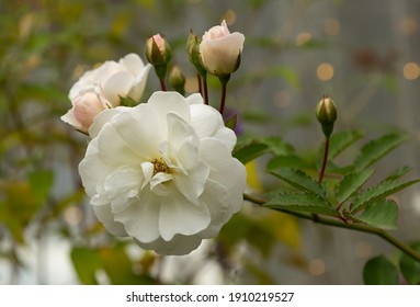 White Roses Close Up In The Garden