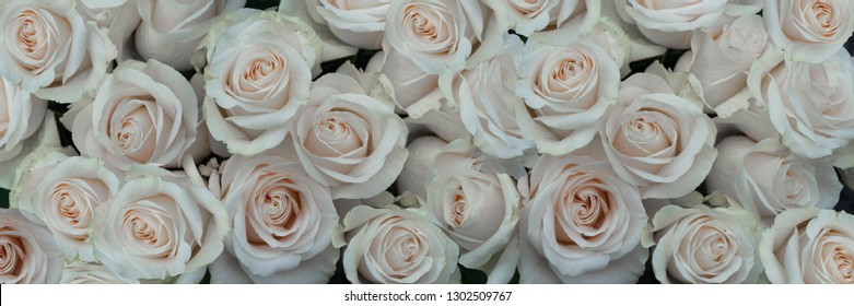 White roses closeup background panorama 