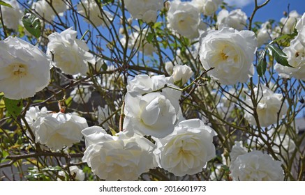 White Roses In Full Bloom In The British Summertime