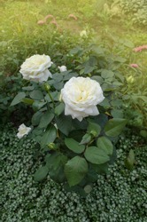 White Roses In Full Bloom. White Rose Bush In Summer Morning Garden