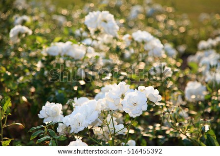 White Roses In The Garden At Evenning