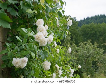 White Roses In A Garden In France