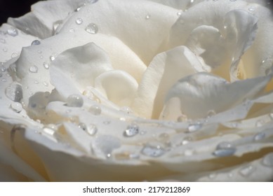 White Roses In The Garden With Raindrops, Macro