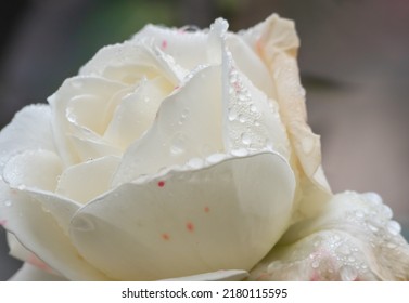 White Roses In The Garden With Raindrops, Macro