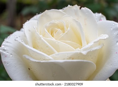 White Roses In The Garden With Raindrops, Macro